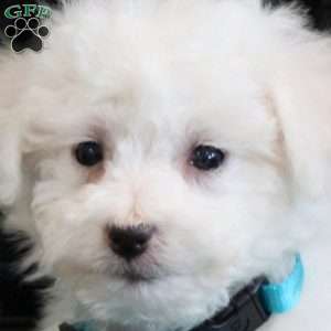 Archer, Bichon Frise Puppy
