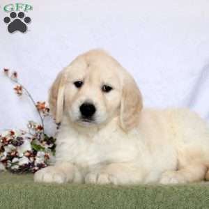 Archer, Golden Retriever Puppy