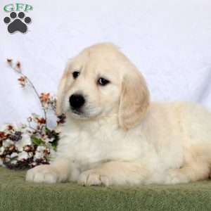 Archer, Golden Retriever Puppy