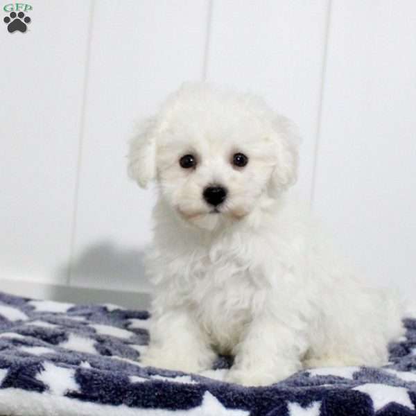 Archie, Bichon Frise Puppy