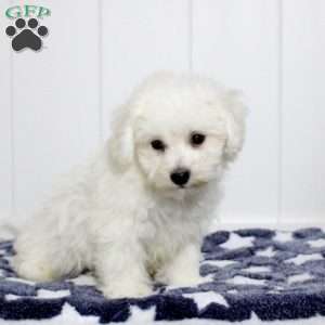 Archie, Bichon Frise Puppy