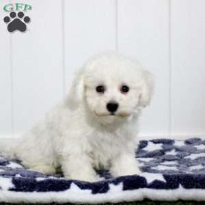 Archie, Bichon Frise Puppy