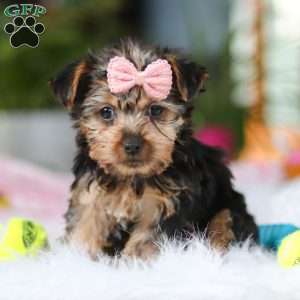 Ariel, Yorkie Puppy