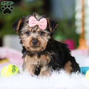 Ariel, Yorkie Puppy