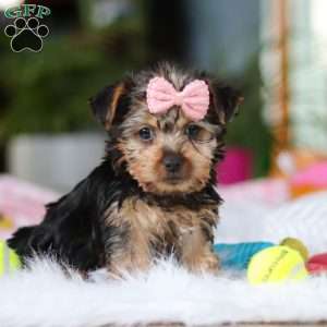 Ariel, Yorkie Puppy