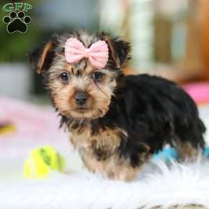 Ariel, Yorkie Puppy