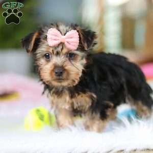 Ariel, Yorkie Puppy