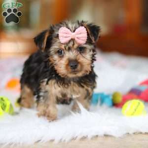 Ariel, Yorkie Puppy