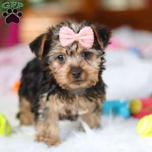 Ariel, Yorkie Puppy