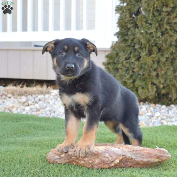 Ariel, German Shepherd Puppy