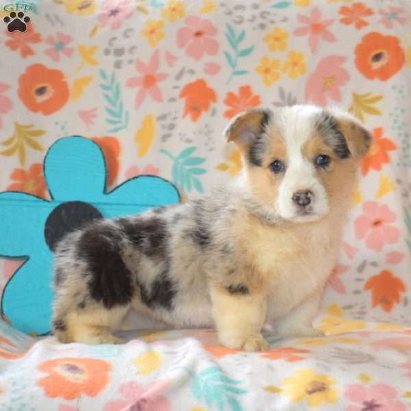 Ariel, Pembroke Welsh Corgi Puppy