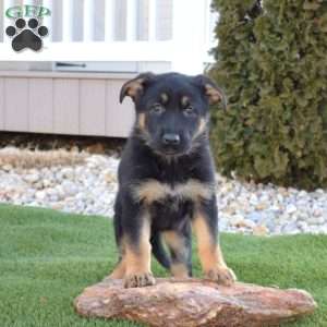 Ariel, German Shepherd Puppy