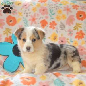 Ariel, Pembroke Welsh Corgi Puppy