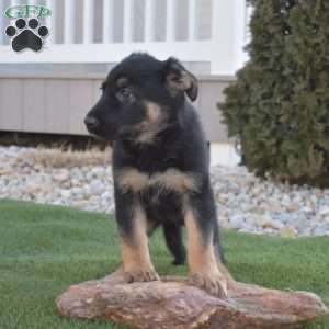 Ariel, German Shepherd Puppy