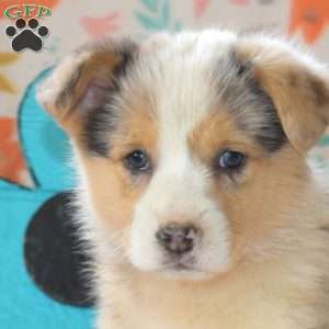 Ariel, Pembroke Welsh Corgi Puppy