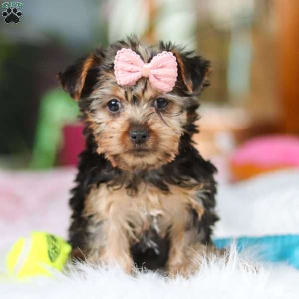 Ariel, Yorkie Puppy