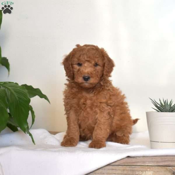 Arland, Mini Goldendoodle Puppy