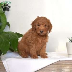 Arland, Mini Goldendoodle Puppy