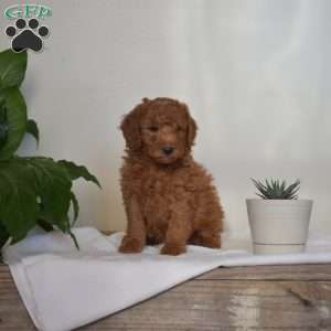 Arland, Mini Goldendoodle Puppy