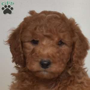 Arland, Mini Goldendoodle Puppy