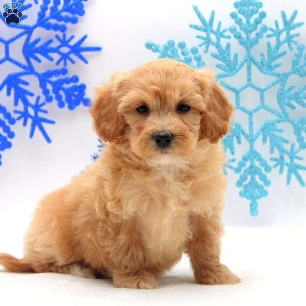 Arlena, Miniature Poodle Mix Puppy