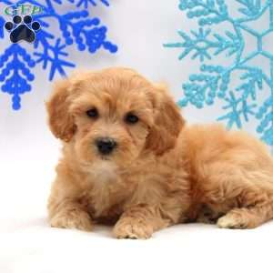 Arlena, Miniature Poodle Mix Puppy