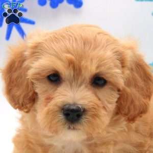 Arlena, Miniature Poodle Mix Puppy