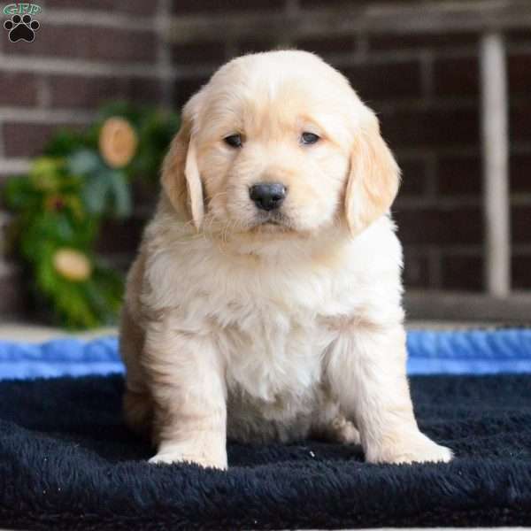 Arlo, Golden Retriever Puppy