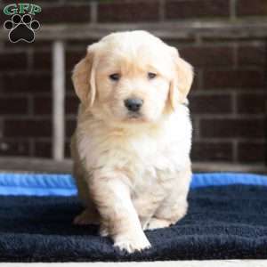 Arlo, Golden Retriever Puppy