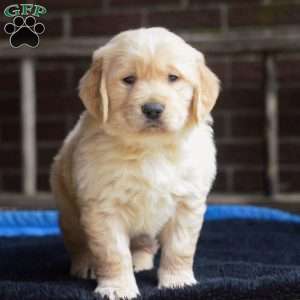 Arlo, Golden Retriever Puppy