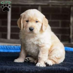 Arlo, Golden Retriever Puppy