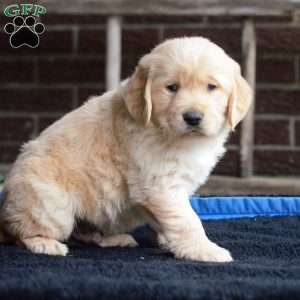 Arlo, Golden Retriever Puppy