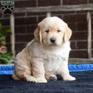 Arlo, Golden Retriever Puppy