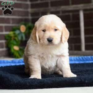 Arlo, Golden Retriever Puppy