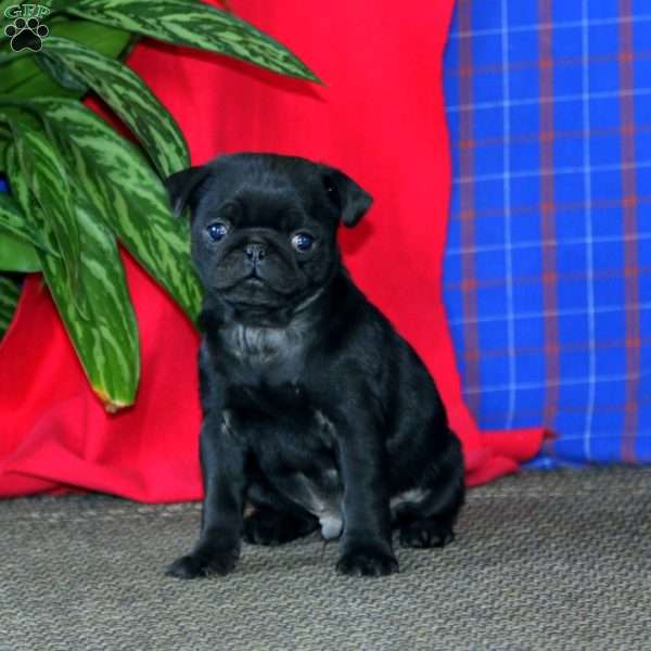 Arnie, Pug Puppy