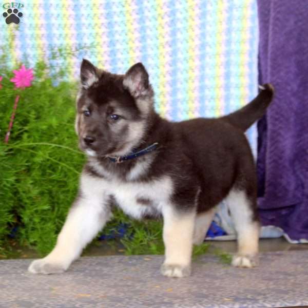 Arnie, German Shepherd Mix Puppy