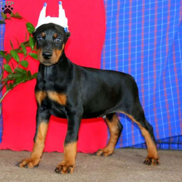 Arnie, Doberman Pinscher Puppy