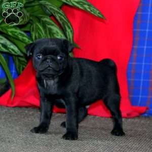 Arnie, Pug Puppy