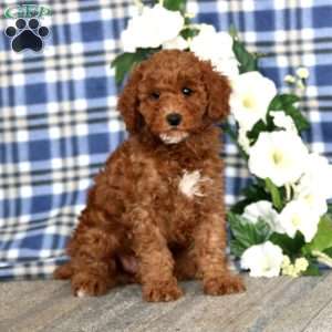 Arnie, Miniature Poodle Puppy