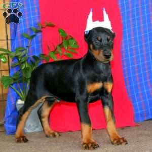 Arnie, Doberman Pinscher Puppy