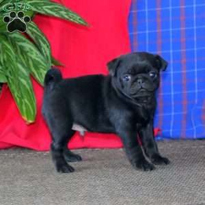 Arnie, Pug Puppy