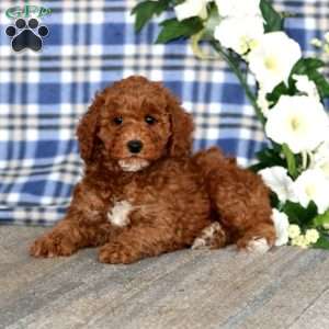 Arnie, Miniature Poodle Puppy