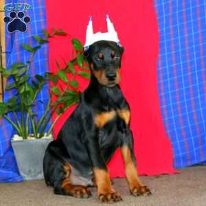 Arnie, Doberman Pinscher Puppy