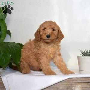 Artie, Mini Goldendoodle Puppy