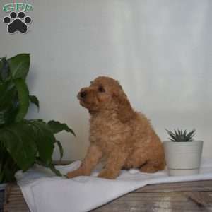 Artie, Mini Goldendoodle Puppy