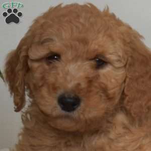 Artie, Mini Goldendoodle Puppy