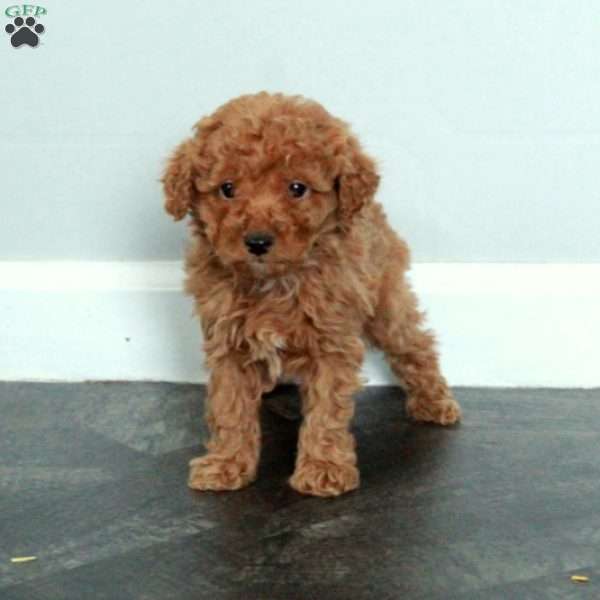 Arya, Miniature Poodle Puppy