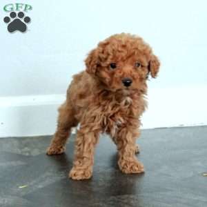 Arya, Miniature Poodle Puppy