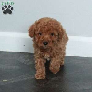 Arya, Miniature Poodle Puppy