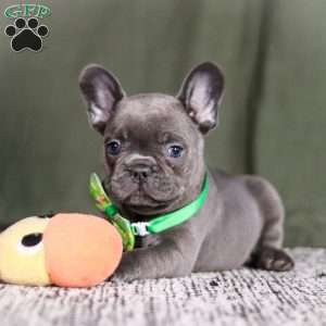 Asher, French Bulldog Puppy